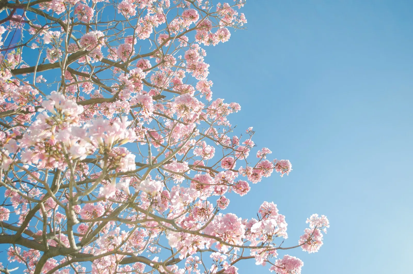 Blühender Baum mit rosa Blüten vor blauem Himmel