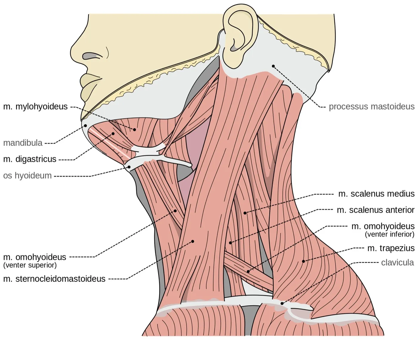 Anatomische Zeichnung der Halsregion mit beschrifteten Nackenmuskeln